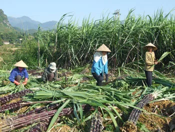 Ngành Nông Nghiệp Nhỏ Lẻ Và  Chiến Lược Tận Dụng Hiệu Quả Phân Bón Hữu Cơ Organic