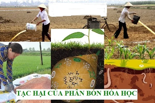 Phân Hóa Học Và Phân Hữu Cơ Organic So Sánh Và Cách Phân Biệt