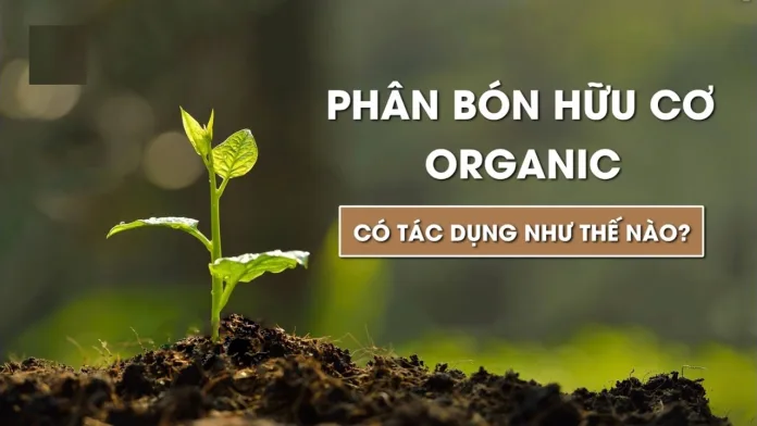 Tính Hữu Ích Của Phân Bón Hữu Cơ Nhằm Nâng Cao Năng Suất Nông Nghiệp