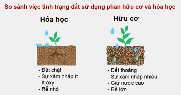 Hiệu Quả Và Năng Suất Của Phân Hữu Cơ Organic So Với Phân Bón Hóa Học Trong Nông Nghiệp