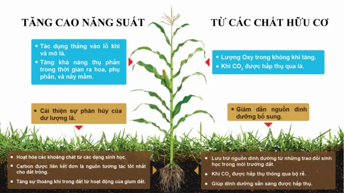 Phân Organic Hữu Cơ Trên Cây Trồng Hiệu Quả Của Việc Sử Dụng