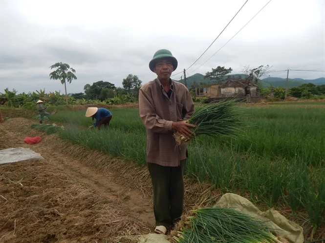 Ngành Nông Nghiệp Nhỏ Lẻ Và  Chiến Lược Tận Dụng Hiệu Quả Phân Bón Hữu Cơ Organic