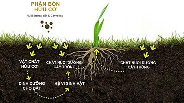 Phân Hóa Học Và Phân Hữu Cơ Organic So Sánh Và Cách Phân Biệt