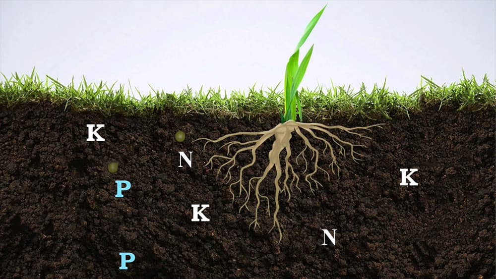 Đối Với Cây Trồng Nhà Bạn Nên Chọn Lựa Phân Bón Hữu Cơ Organic Như Thế Nào Cho Phù Hợp