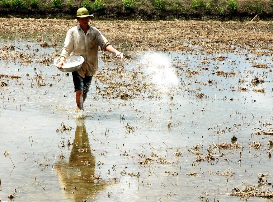 Tính Hữu Ích Của Phân Bón Hữu Cơ Nhằm Nâng Cao Năng Suất Nông Nghiệp