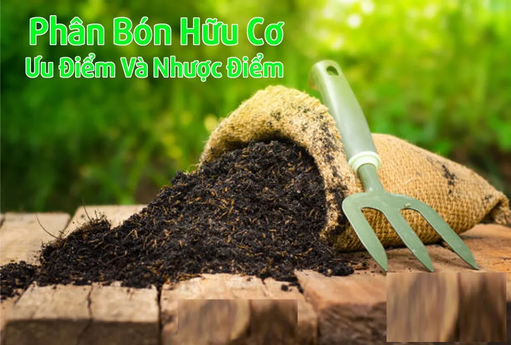 Hiệu Quả Năng Suất Của Phân Bón Hữu Cơ Organic So Với Phân Bón Hóa Học Trong Nông Nghiệp