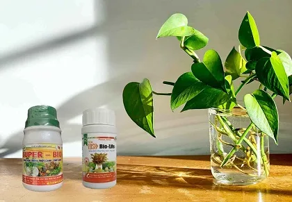 Cây Trồng Thủy Canh Và Cách Lựa Chọn Phân Bón Hữu Cơ Organic Phù Hợp