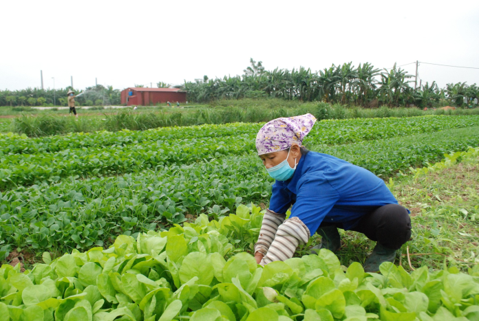 Ngành Nông Nghiệp Nhỏ Lẻ Và  Chiến Lược Tận Dụng Hiệu Quả Phân Bón Hữu Cơ Organic