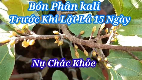 Những thành phần tốt cho sức khỏe cây trồng và con người trong phân bón hữu cơ