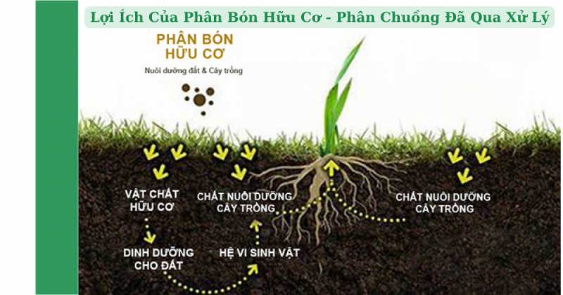 Hieu-qua-cua-phan-bon-huu-co-trong-viec-phong-chong-benh-tat-cay-trong