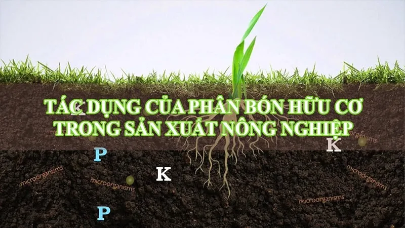 Hieu-qua-cua-phan-bon-huu-co-trong-viec-phong-chong-benh-tat-cay-trong