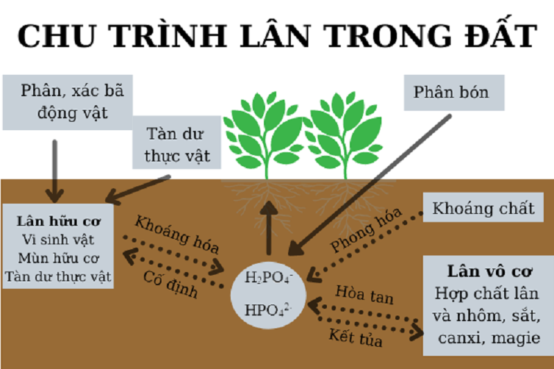 Phan-bon-huu-co-va-quy-trinh-sinh-hoc-trong-dat-dai