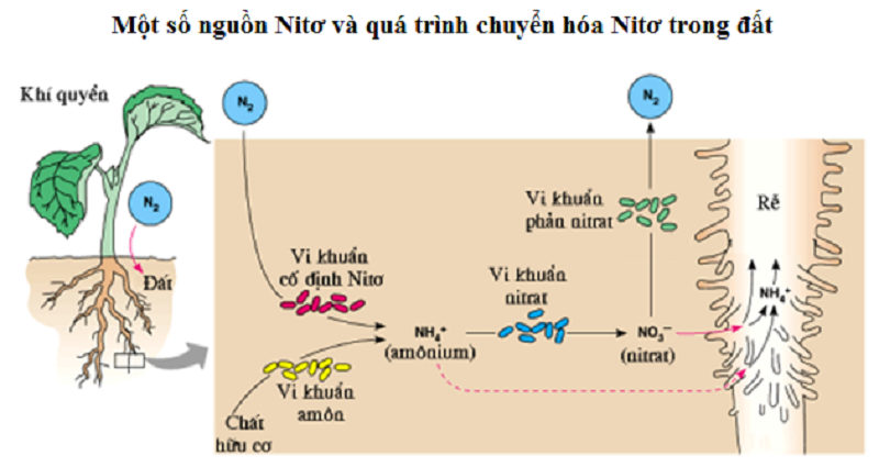 Phan-bon-huu-co-va-quy-trinh-sinh-hoc-trong-dat-dai