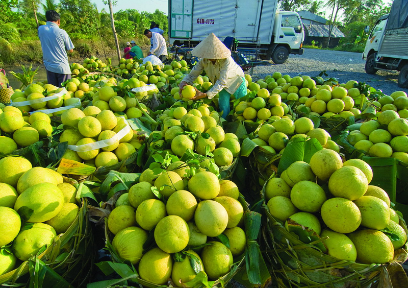 Tang-nang-suat-cay-trong-voi-phan-bon-huu-co