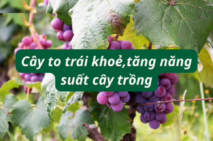 Tang-nang-suat-cay-trong-voi-phan-bon-huu-co