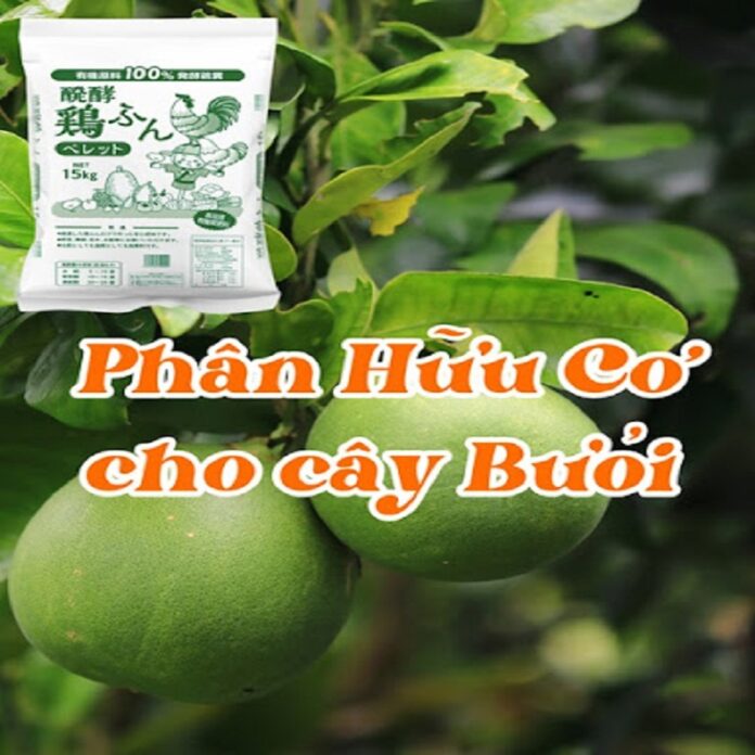 Phan-bon-huu-co-cho-cay-buoi-cho-trai-sum-sue-mong-nuoc