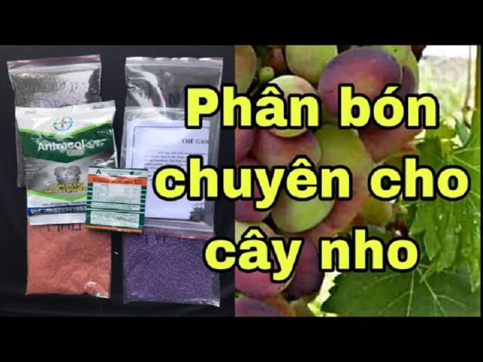 Phan-bon-huu-co-cho-cay-nho-Cho-trai-to-ngot-lim