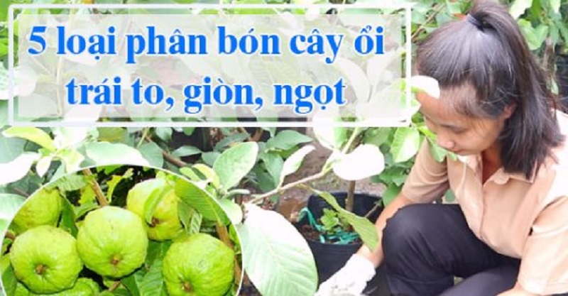 Phan-bon-huu-co-cho-cay-oi -cho-trai-gion-ngot-thanh