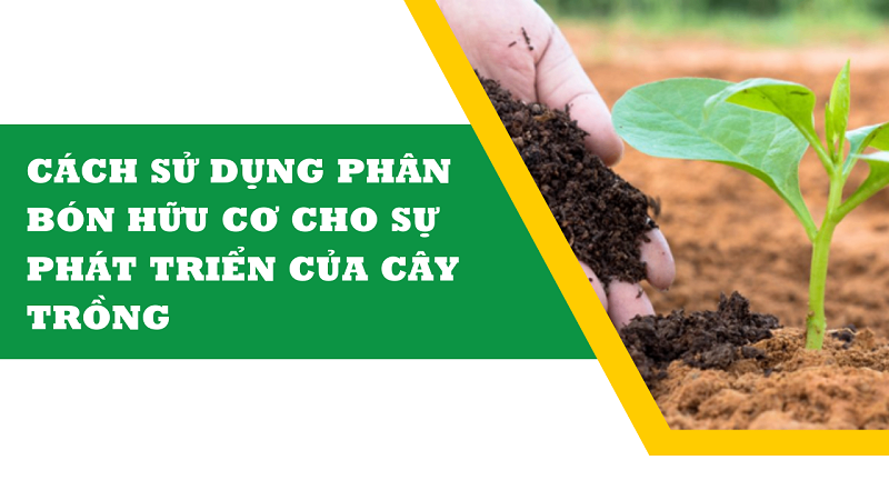 Phan-bon-huu-co-cho-cay-trong-loi-ich-va-cach-su-dung