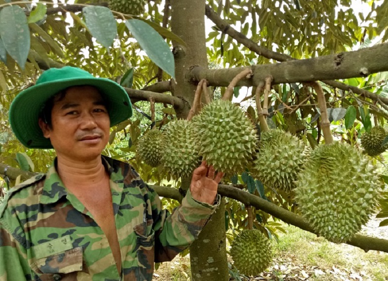 Phan-huu-co-cho-cay-sau-rieng-kinh-nghiem-tu-chuyen-gia