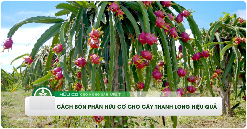 Phan-huu-co-cho-cay-thanh-long-giup-cay-sai-trai-ngot-dam