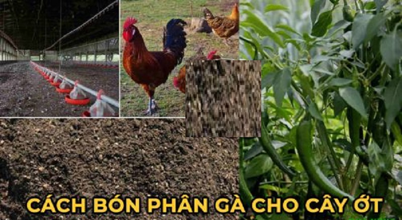 Phan-Bon-Huu-Co-Cho-Cay-Ot-Cho-Trai-Cay-Nong-Dam-Da