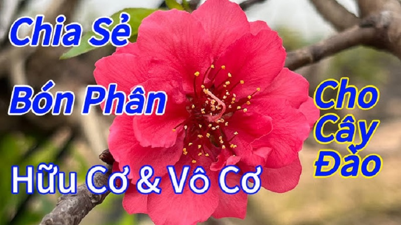 Phan-Huu-Co-Cho-Cay-Hoa-Dao-Cho-Hoa-Khoe-Sac-Tham