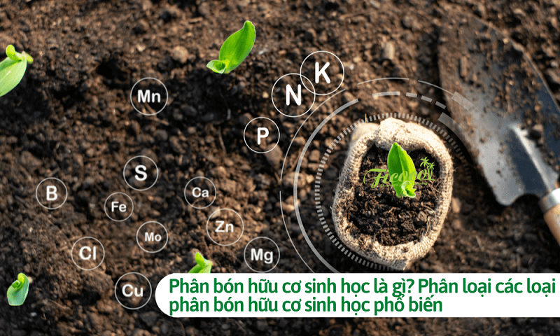 5-cau-hoi-thuong-gap-ve-phan-bon-huu-co