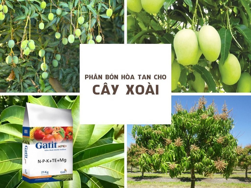 Phan-huu-co-cho-cay-Xoai-Ky-thuat-bon-va-cham-soc