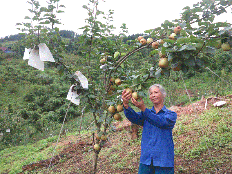 Phan-bon-huu-co-cho-cay-Le-cho-trai-thom-ngon-mong-nuoc