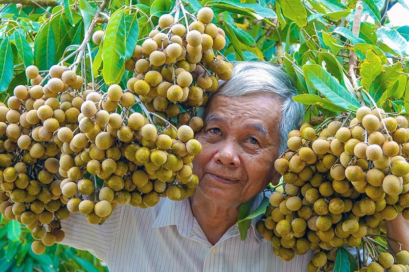 Phan-bon-huu-co-cho-cay-Nhan-Cho-Trai-To-Cui-Day