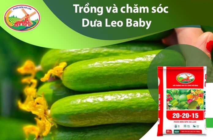 Phan-huu-co-cho-cay-Dua-Leo-cho-trai-gion-ngon-ngot