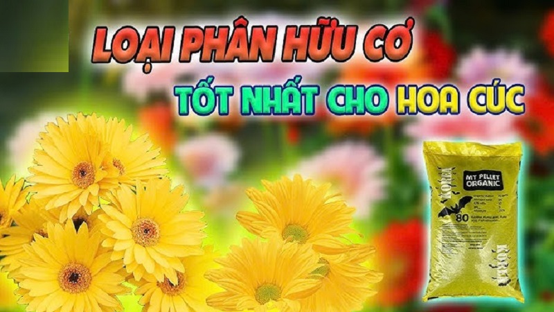 Phan-huu-co-cho-cay-hoa-cuc-Cho-hoa-to-dep-ruc-ro