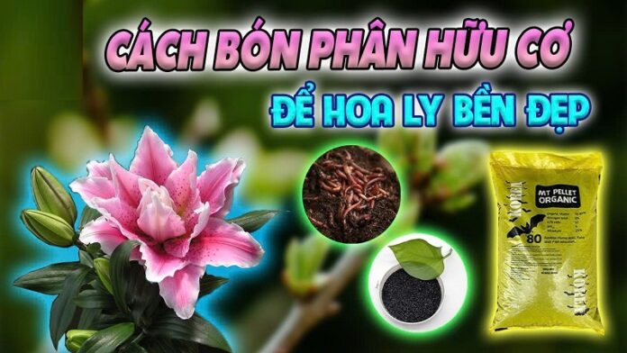 Phan-huu-co-cho-cay-hoa-ly-Cho-hoa-thom-ngat-quyen-ru