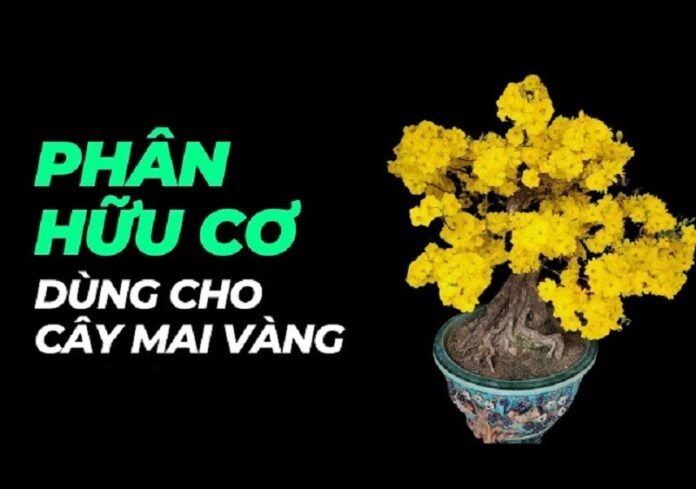 Phan-Huu-Co-Cho-Cay-Hoa-Mai-Cho-Hoa-Ruc-Ro-Chao-Don-Xuan-Sang