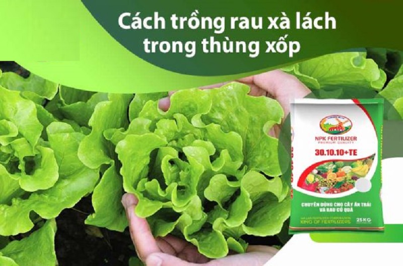 Phan-Huu-Co-Cho-Cay-Xa-Lach-Cho-Rau-Xanh-Muot-Tuoi-Ngon